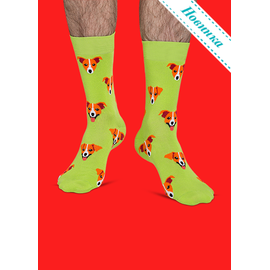 Носки Джек-рассел на лужайке